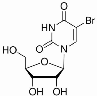 植物激素及核酸類