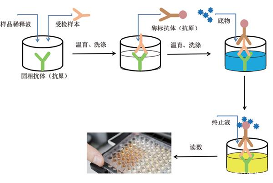 elisa實(shí)驗(yàn)步驟