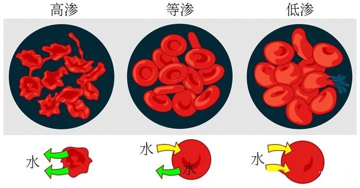 不同滲透壓對細胞影響